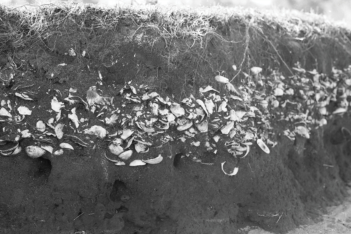 1986 photograph of a Gold Coast shell midden.