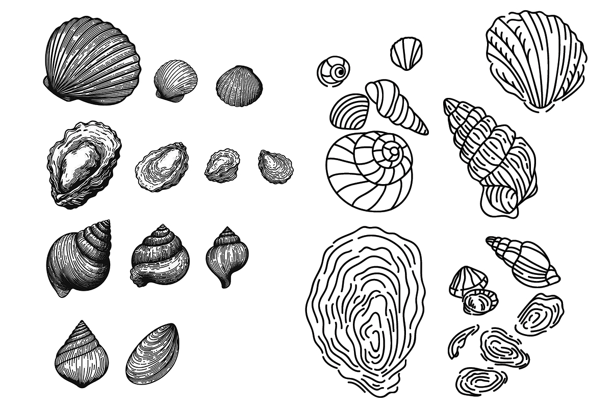 artwork showing different types of shells