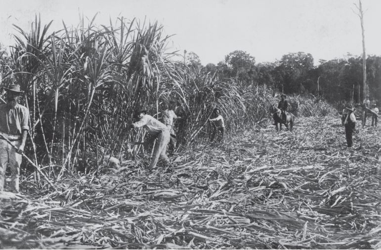 Men cutting sugar cane in the Albert District, Queensland, 1890s 